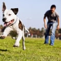 The Impact of Pet Policies on Sports Events in Contra Costa County, California