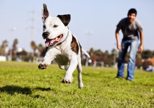 The Impact of Pet Policies on Sports Events in Contra Costa County, California